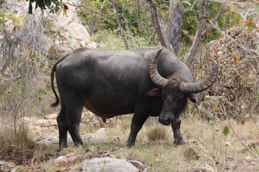Water buffalo wallowing in muddy pool