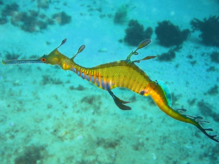Weedy seadragon with purple trunk and orange appendages among green kelp fronds