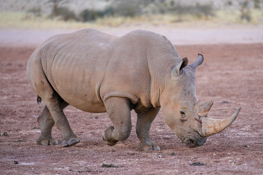 White rhinoceros grazing on open African savanna grassland