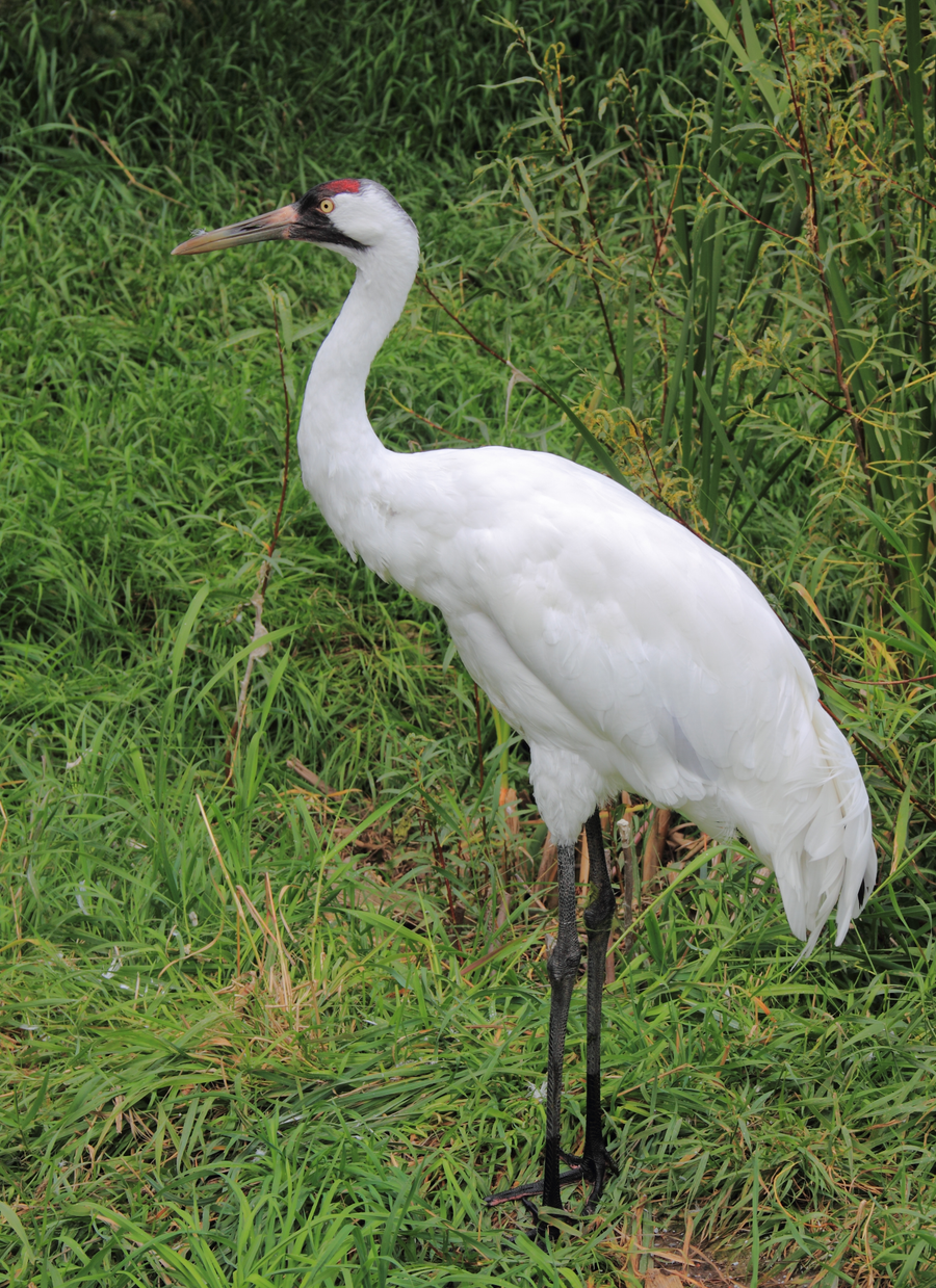 White whooping crane with black wingtips and red crown walking in a coastal marsh