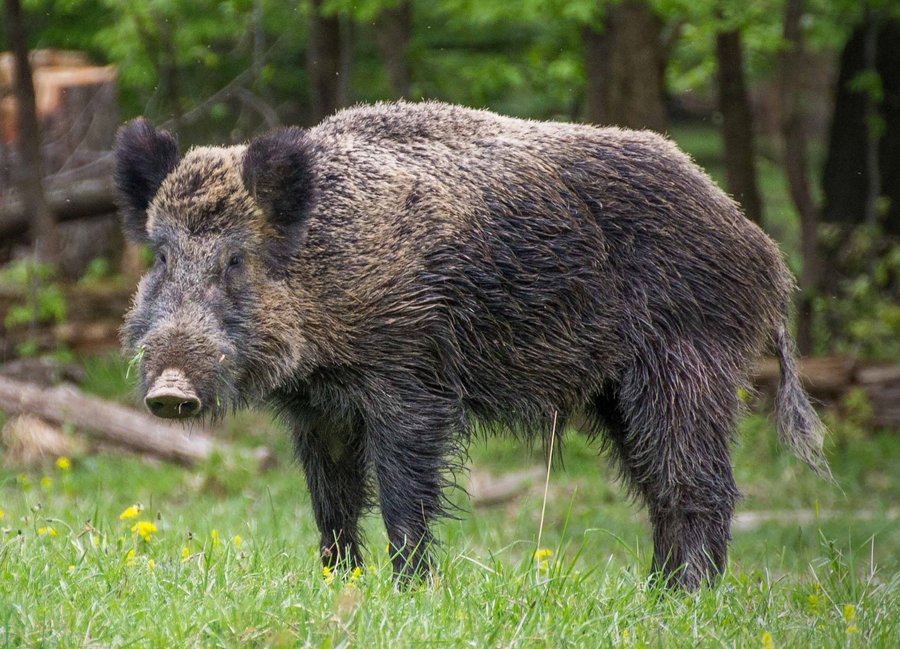 Wild boar with bristly coat and tusks in European woodland