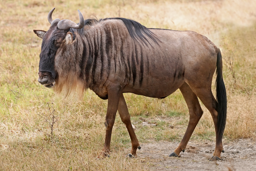 Wildebeest herd migrating across African plain