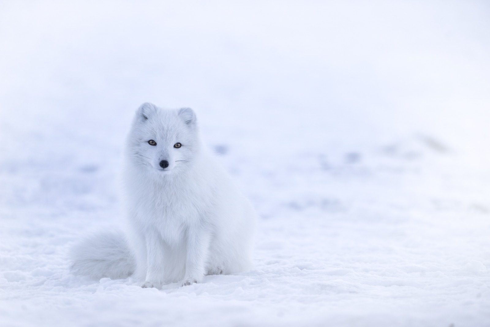 Willow ptarmigan in white winter plumage with black tail and red eyebrow on snowy tundra