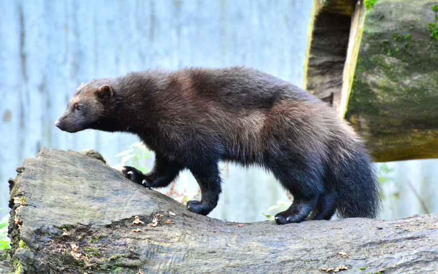 Wolverine with thick brown fur crossing snow in boreal forest