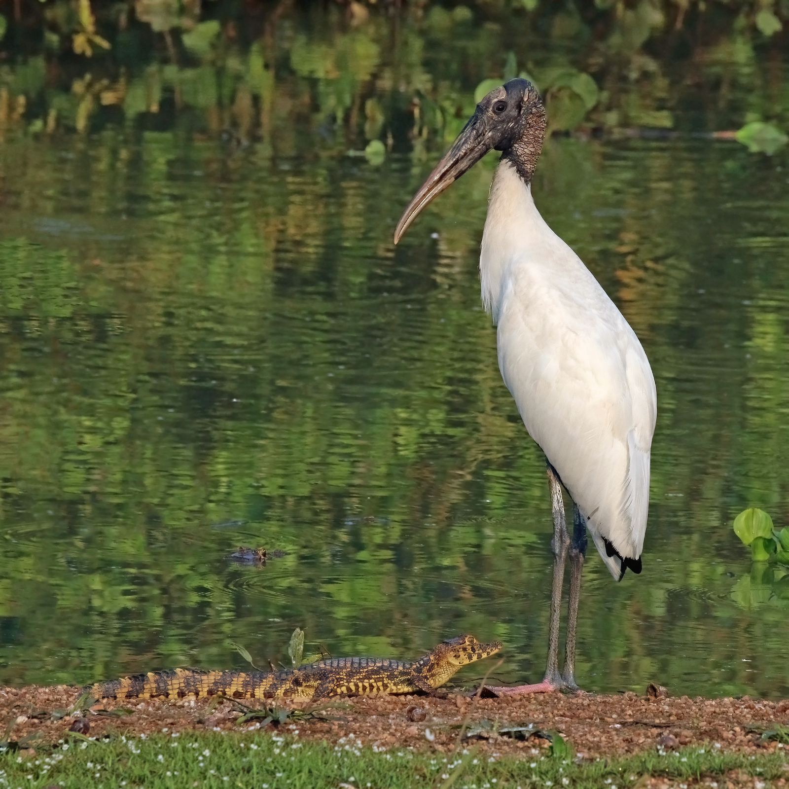 Wood stork standing in shallow swamp with dark bald head and thick downcurved bill