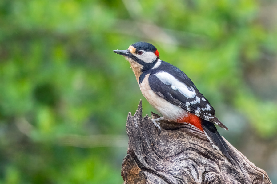 Great spotted woodpecker on tree trunk