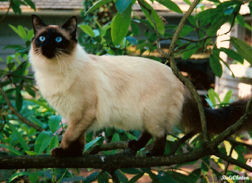 Balinese cat breed