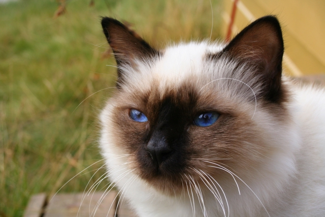 Birman cat breed