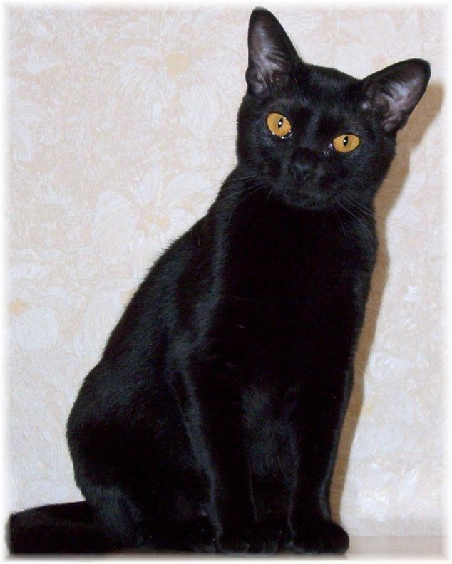 Bombay cat breed
