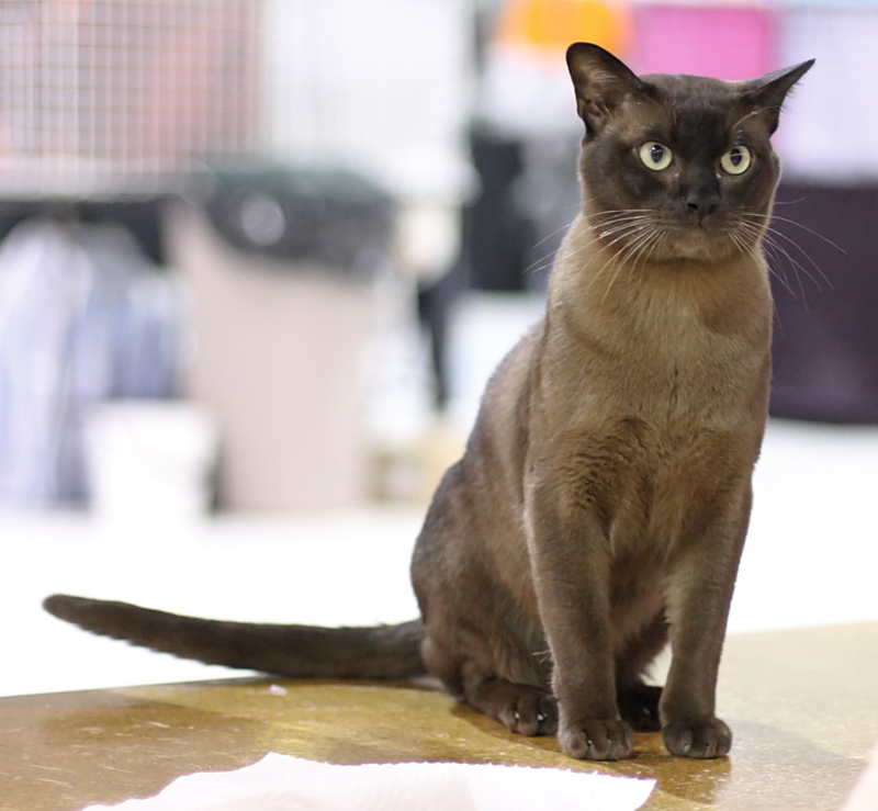 Burmese cat breed