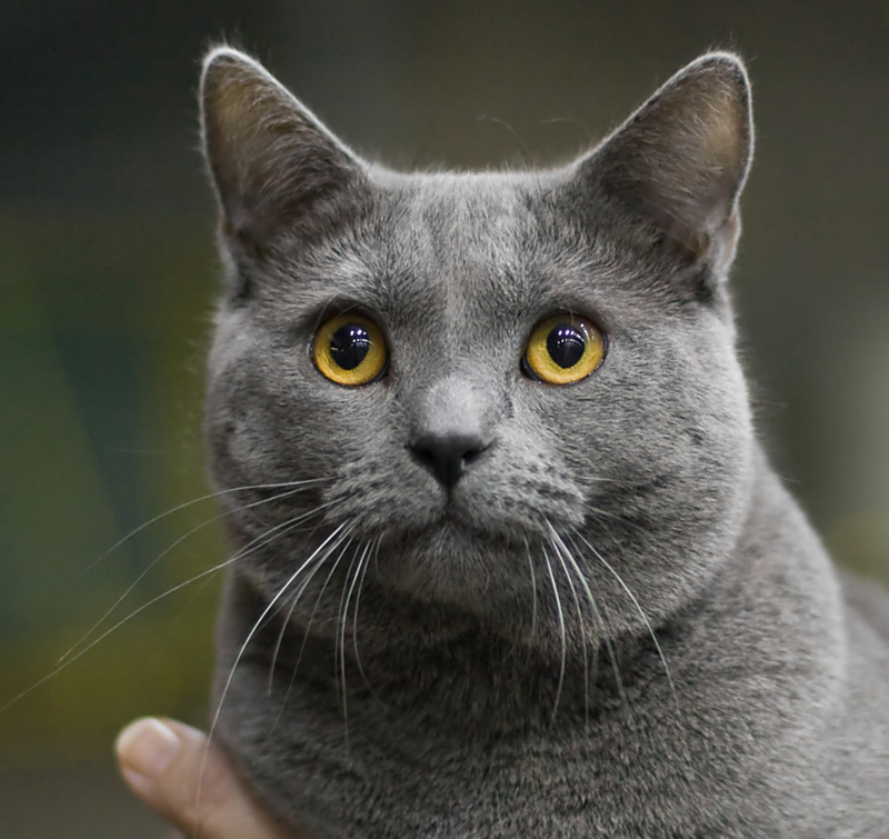 Chartreux cat breed