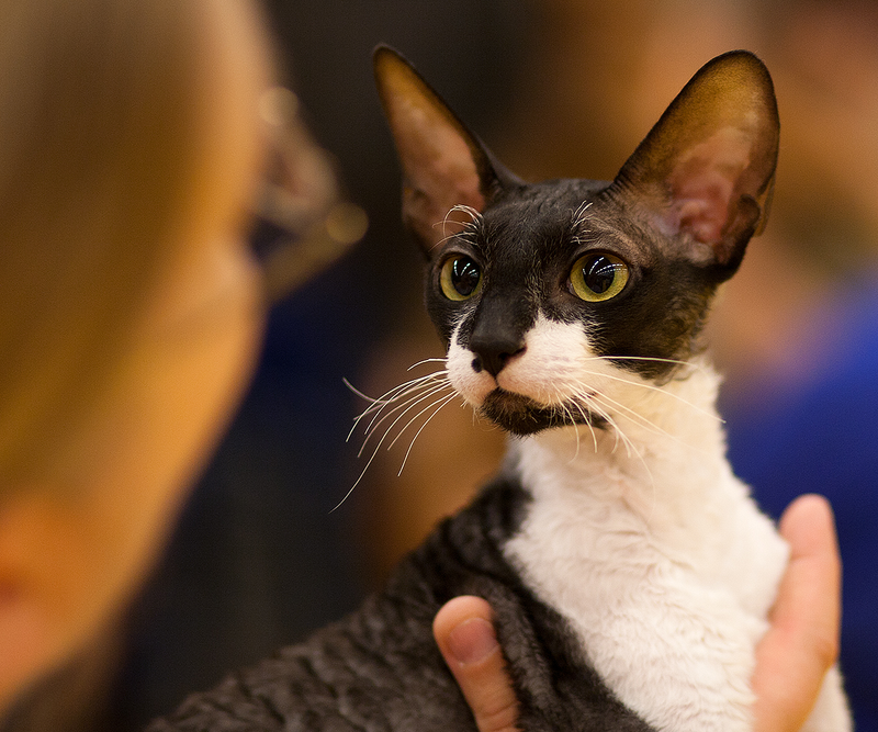 Cornish Rex cat breed