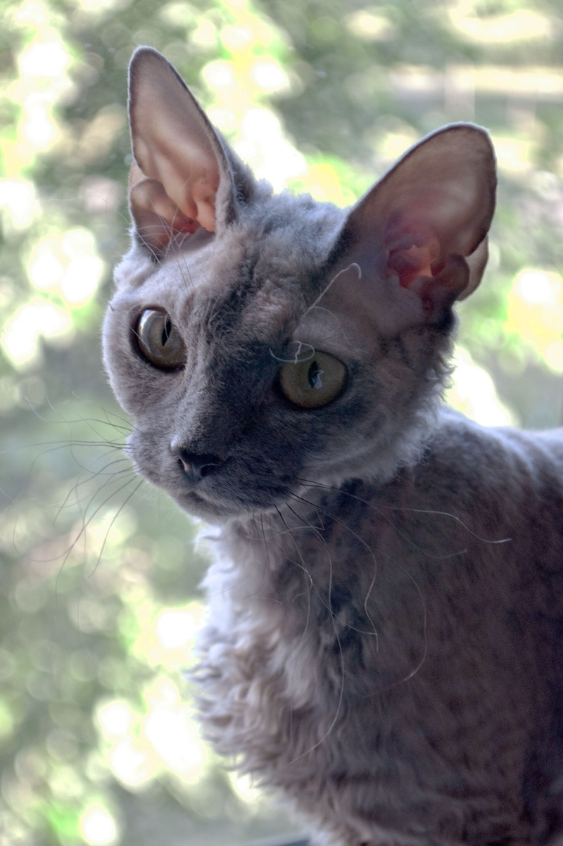 Devon Rex cat breed