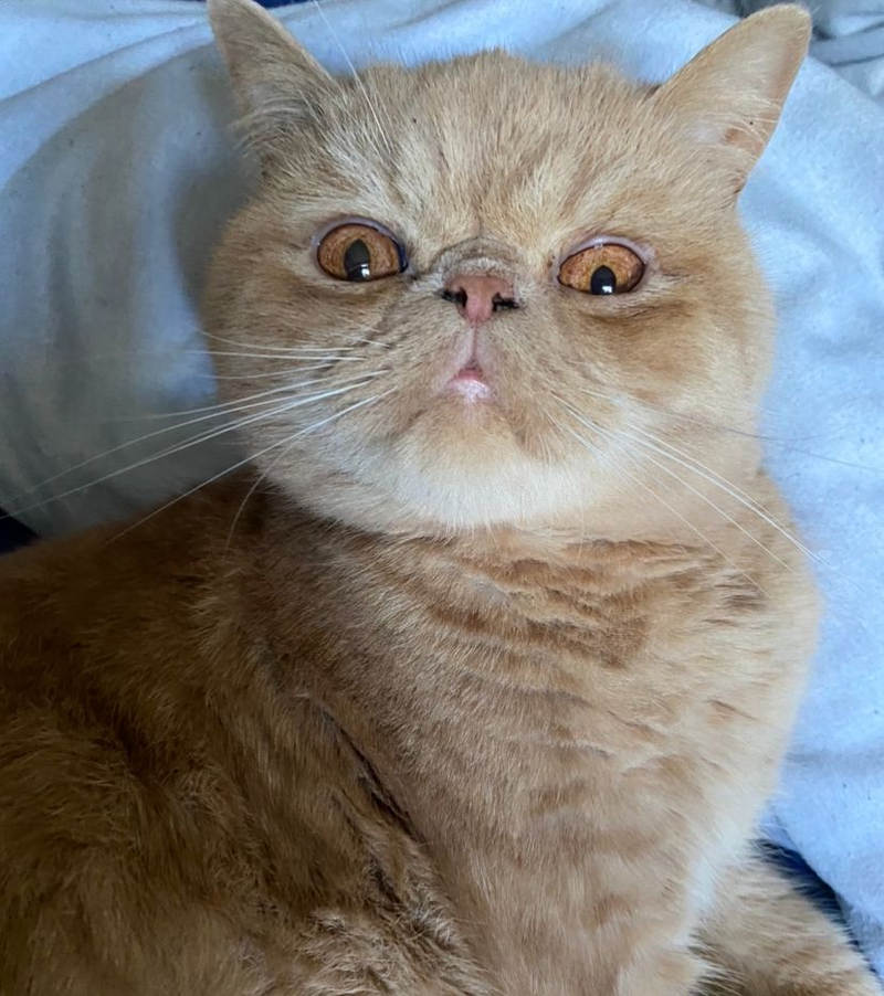 Exotic Shorthair cat breed