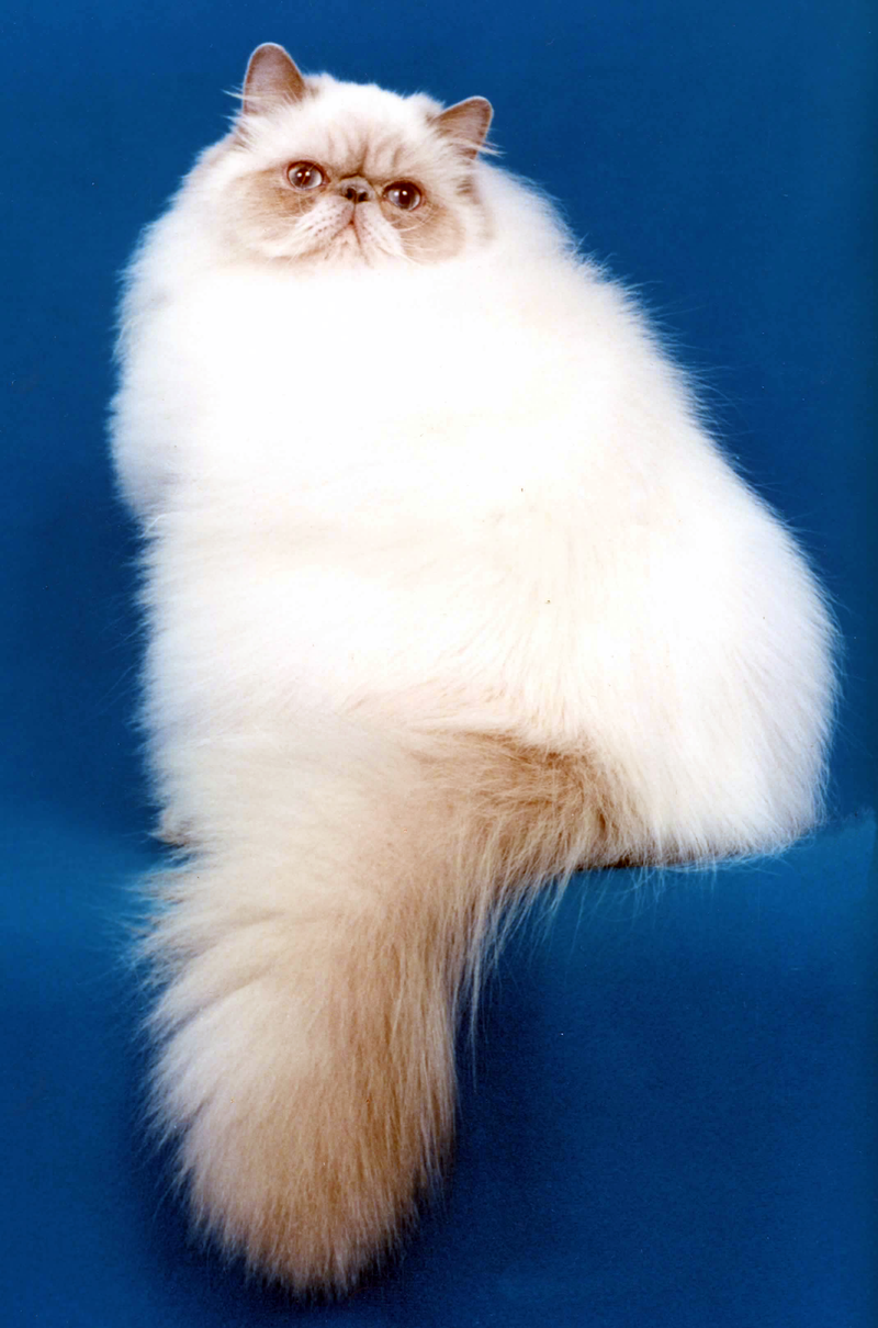 Himalayan cat breed