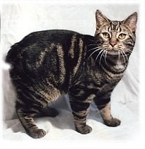 Manx cat breed