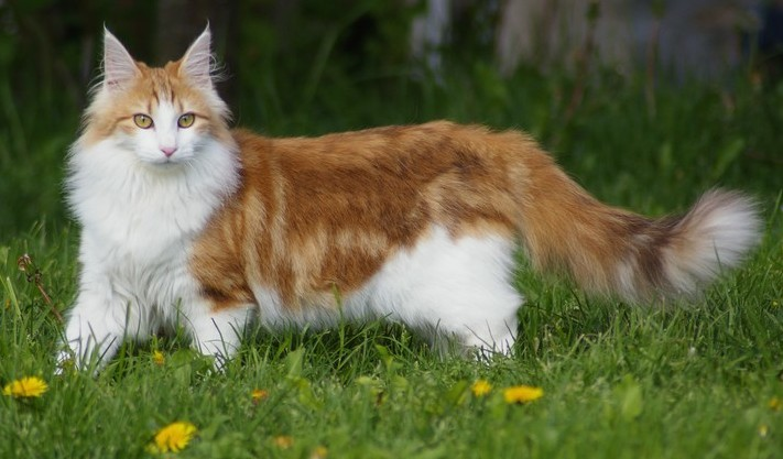 Norwegian Forest Cat cat breed