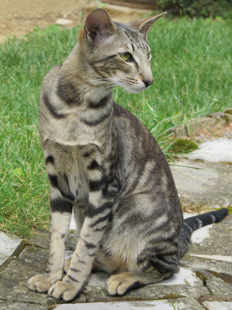 Oriental Shorthair cat breed