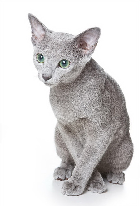 Russian Blue cat breed