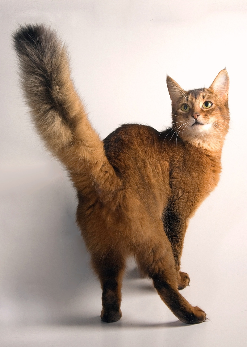 Somali cat breed