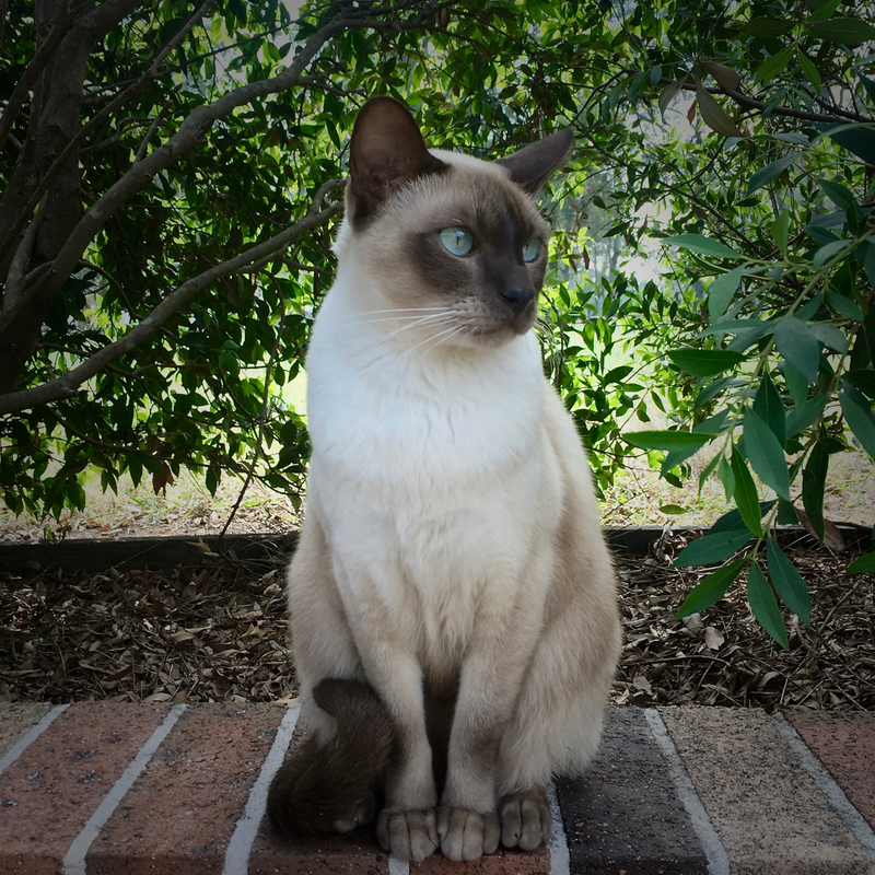 Tonkinese cat breed