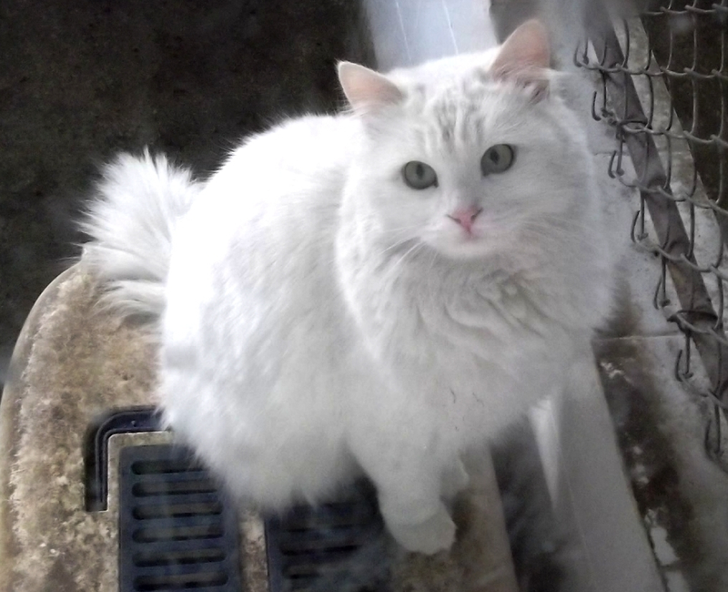 Turkish Angora cat breed