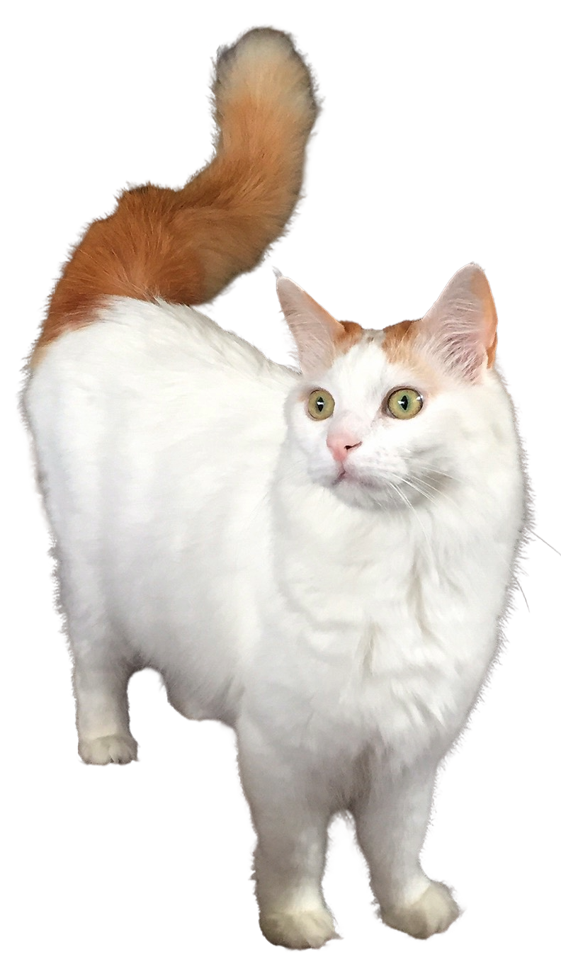 Turkish Van cat breed