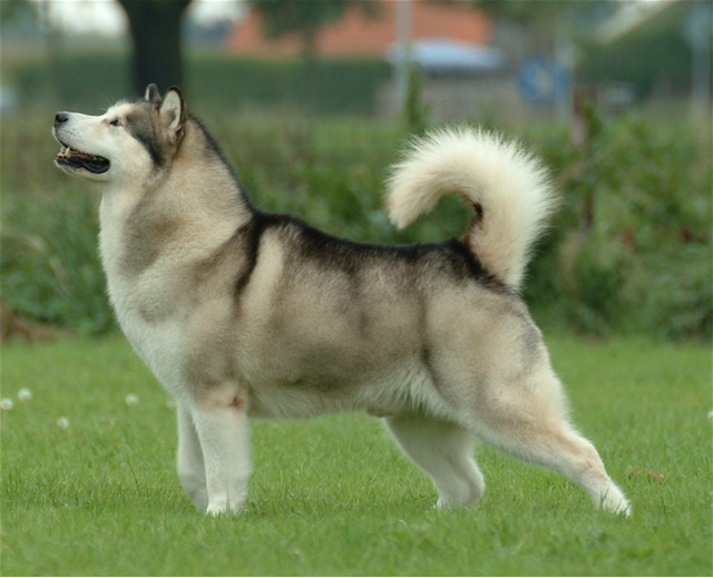 Alaskan Malamute dog breed