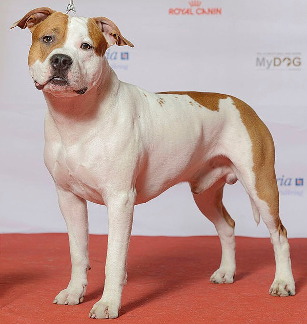 American Staffordshire Terrier dog breed