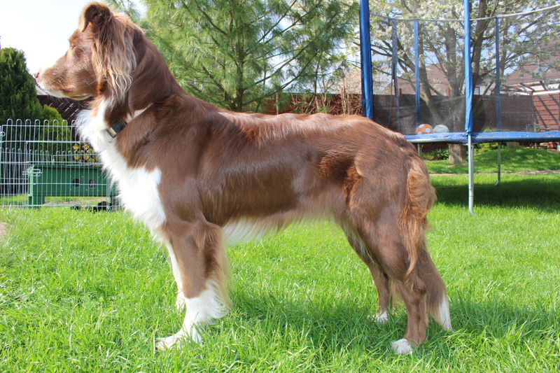 Australian Shepherd dog breed