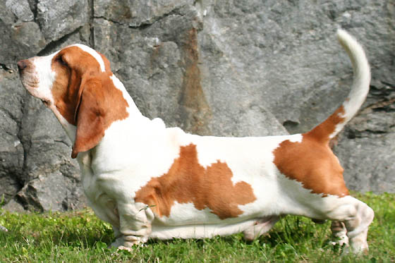 Basset Hound dog breed
