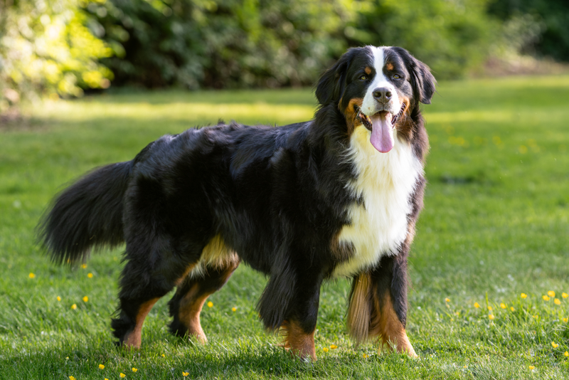 Bernese Mountain Dog dog breed