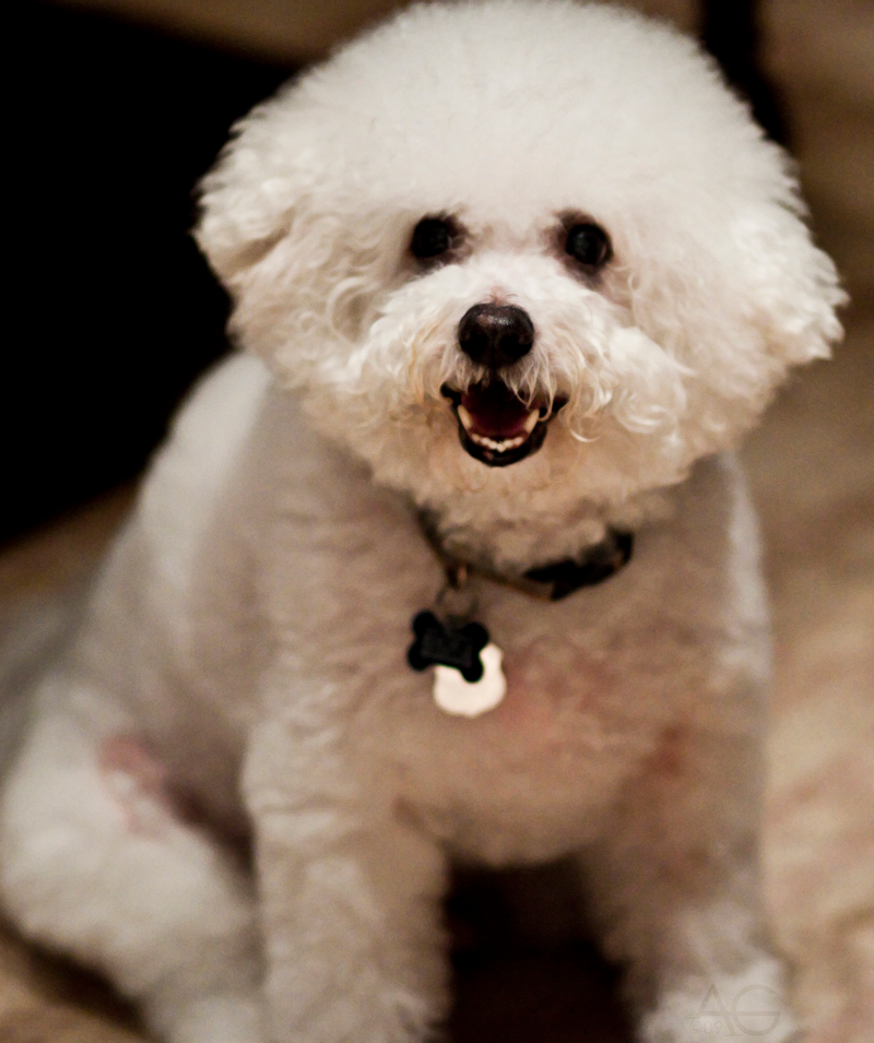 Bichon Frise dog breed