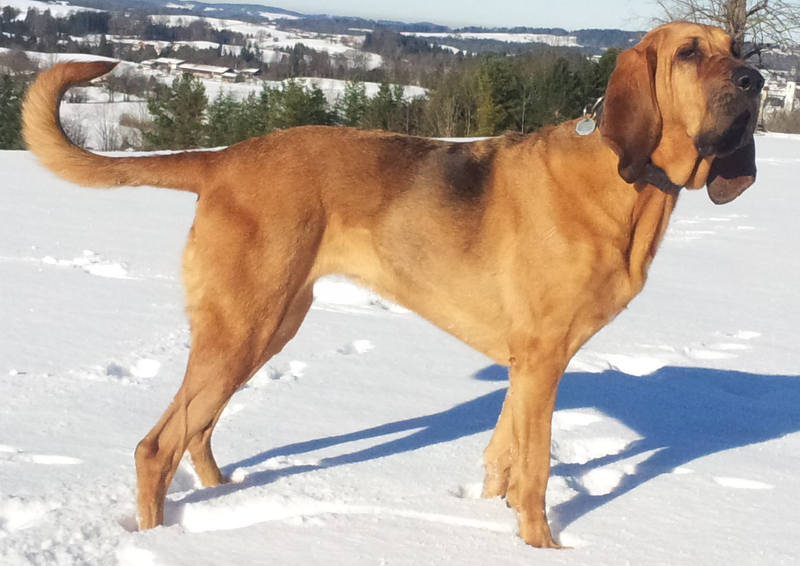 Bloodhound dog breed