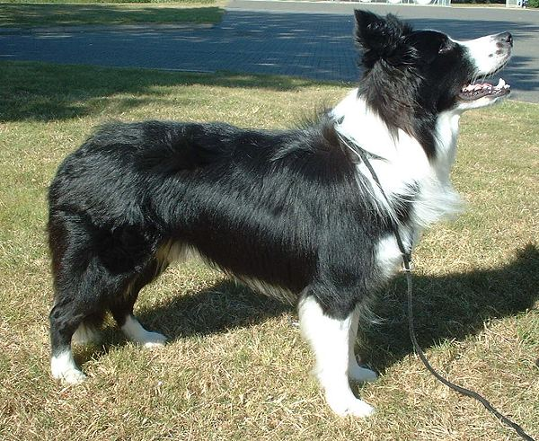 Border Collie dog breed