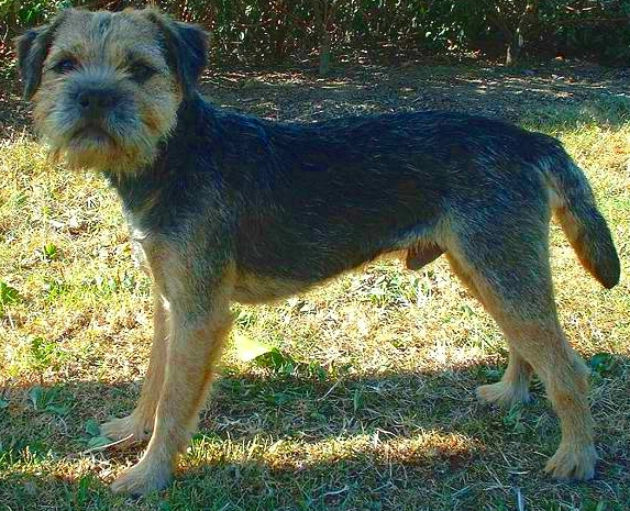 Border Terrier dog breed