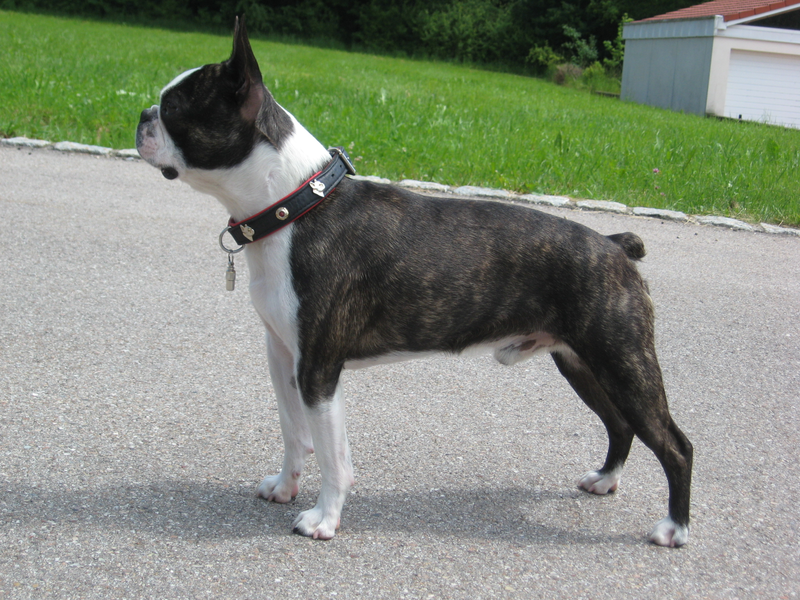 Boston Terrier dog breed