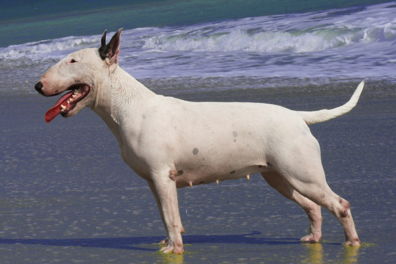 Bull Terrier dog breed