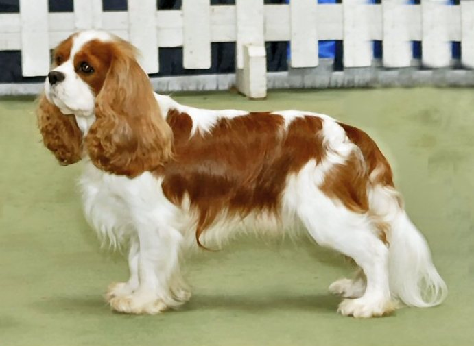 Cavalier King Charles Spaniel dog breed