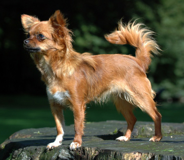 Chihuahua dog breed