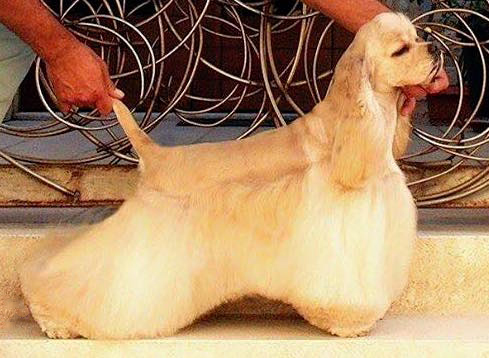 Cocker Spaniel dog breed