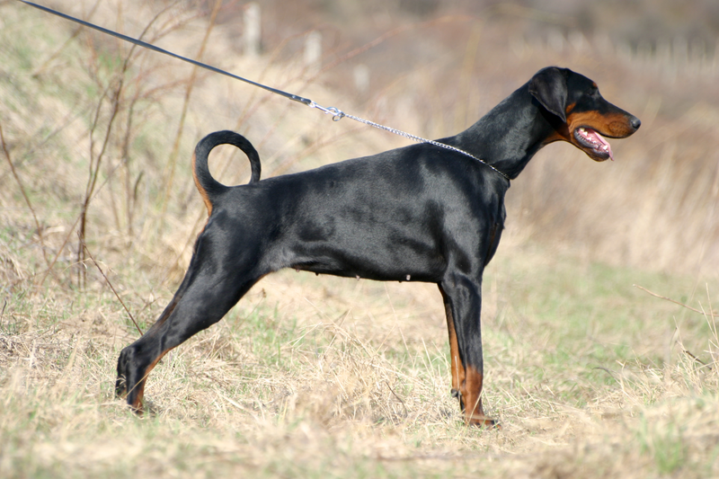 Doberman Pinscher dog breed
