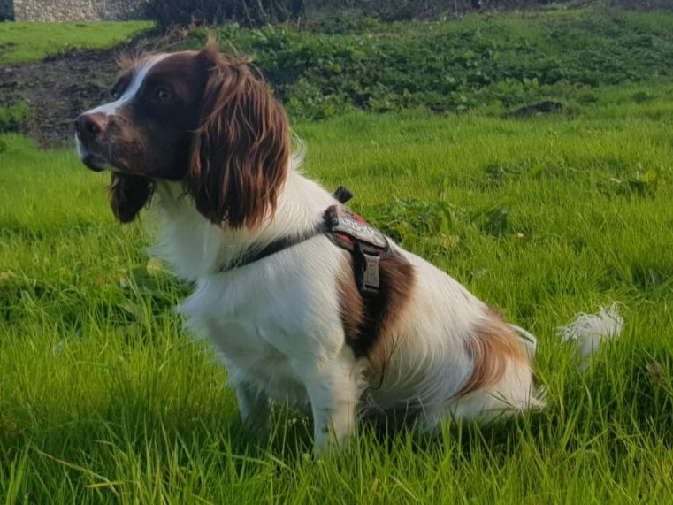 English Springer Spaniel dog breed