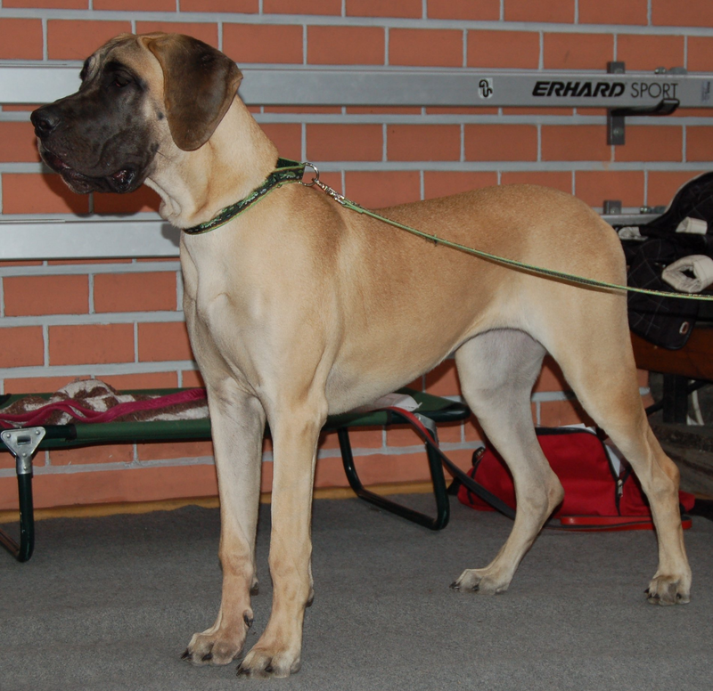 Great Dane dog breed