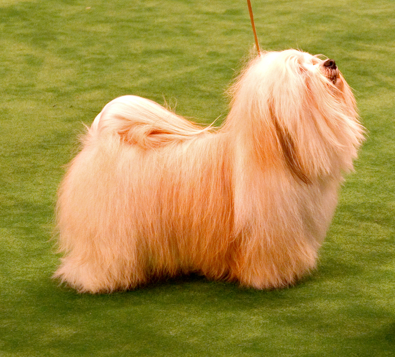 Havanese dog breed