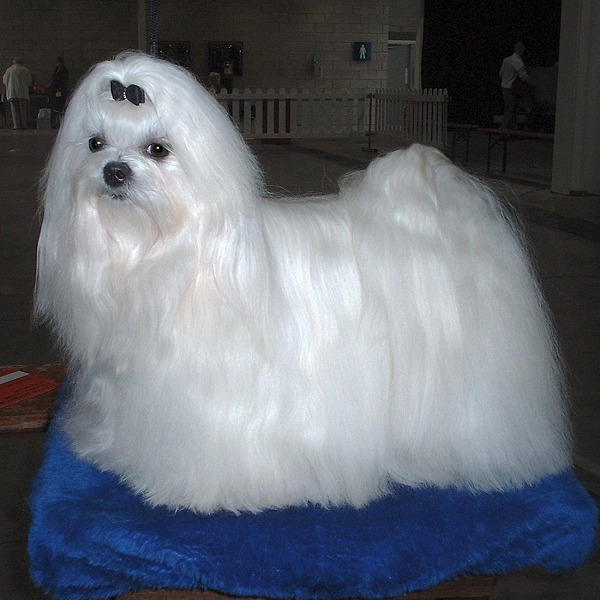 Maltese dog breed