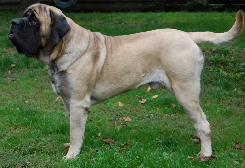 Mastiff dog breed