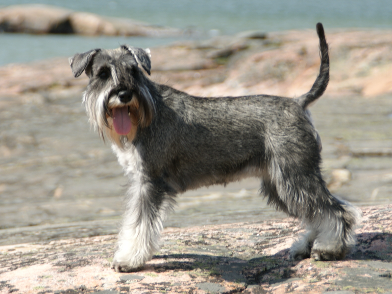 Miniature Schnauzer dog breed