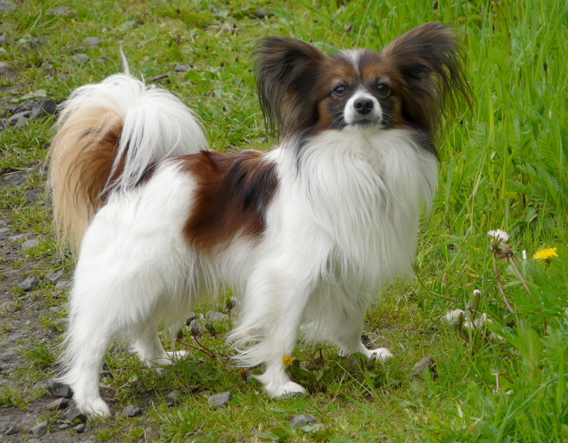 Papillon dog breed