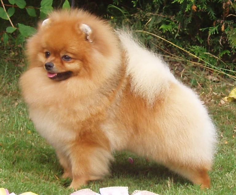 Pomeranian dog breed